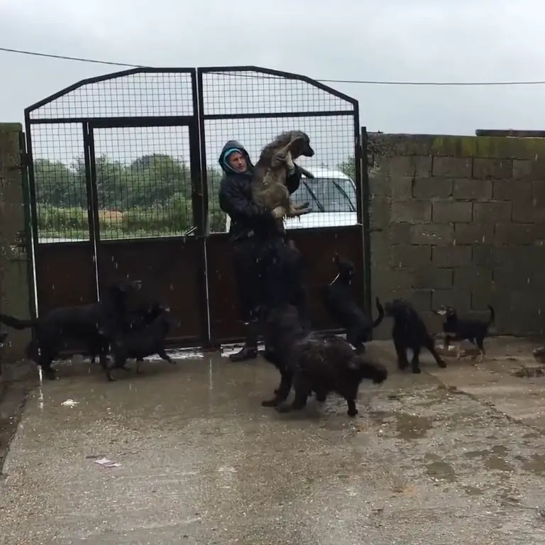 Abandoned Dog's Heartbreaking Loyalty: Waits in Pouring Rain for Family's Return - Puppies Love