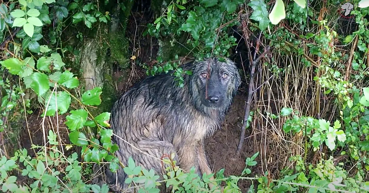 Abandoned Dog’s Heartbreaking Loyalty: Waits in Pouring Rain for Family’s Return