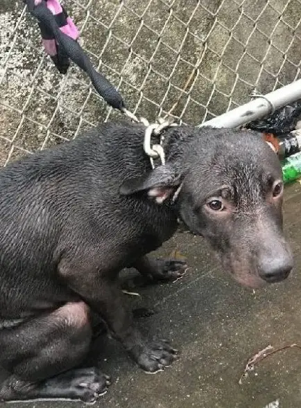 Policeman Adopts Abandoned Dog He Saved In The Rain – Puppies Love