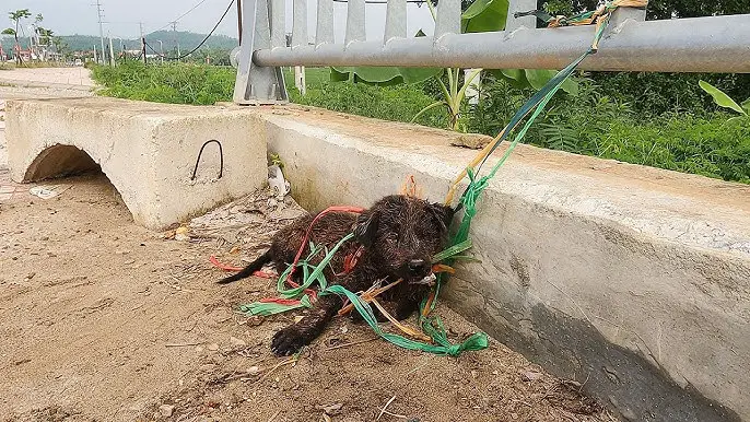 Esperando la libertad: el conmovedor viaje de un perro angustiado ‎