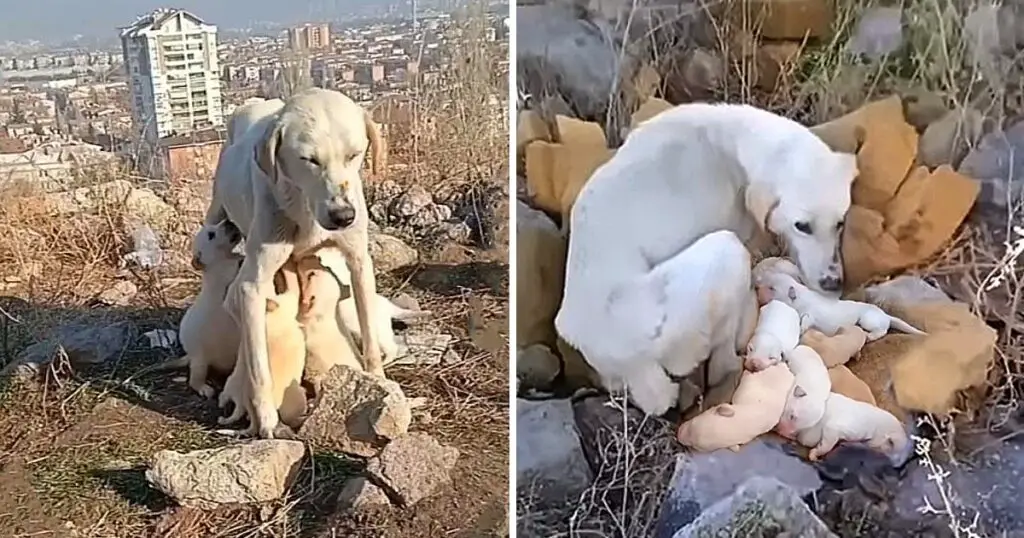 The Mother Dog Starved For Weeks After Being Abandoned She Never Stop Fighting To Milk Feed Her Newborn Puppies