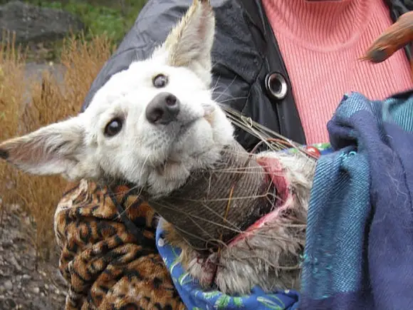 ¡Vamos a salvar al perro atrapado en el tubo de plástico!