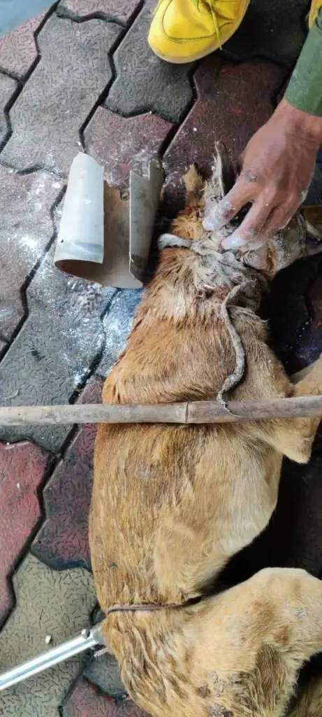 ¡Vamos a salvar al perro atrapado en el tubo de plástico!