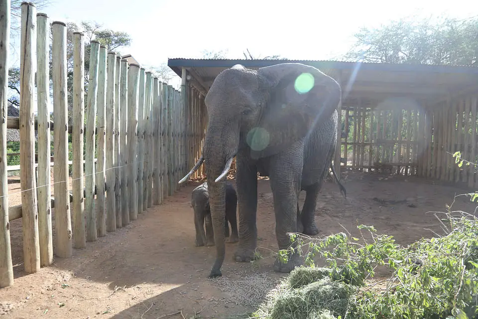 Witnessing The Miracle Of Murera, The Resilient Elephant Who Defied All Odds To Embrace Motherhood – Puppies Love