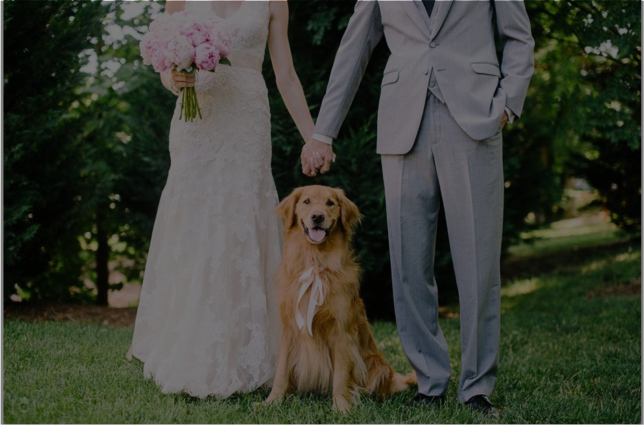 Miraculous Wedding Day: Nico, the dog, returns after 530 days of separation, overwhelming the family and guests with a storm of emotions. - Puppies Love - Breaking USA News